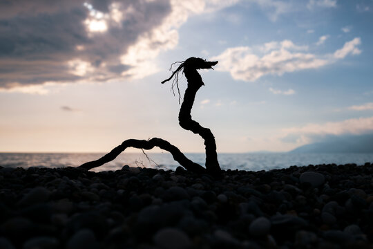 A stick that looks like a dragon on the seashore
