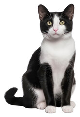 Obraz premium PNG Cute black and white Bicolor cat animal mammal cute
