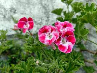 pink and white flowers