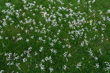 Wiese mit blühenden Wiesenschaumkraut