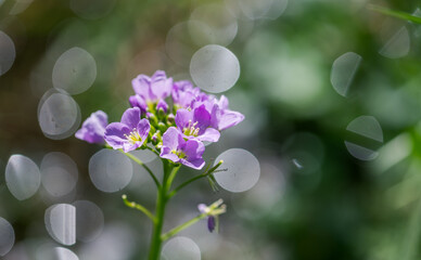 Above view of small purple cuckoo flower. blurred background. Shallow depth of field.
