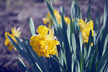 narcyz,Narcissus jonquilla L.