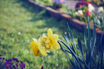 żonkile,Narcissus jonquilla L.