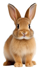 Obraz premium PNG Mammal rodent animal pet