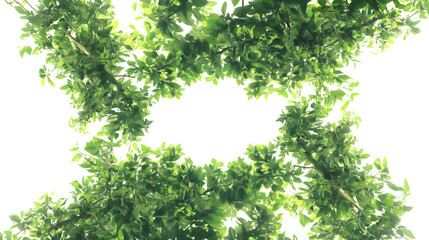 Bright Sunlight Shining Through Lush Green Tree Canopy