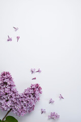 Frame of violet blue flowers lilac on a white background with space for text. Spring flowers. Top...