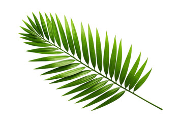 green palm leaf isolated on transparent background, PNG, cut out