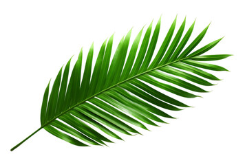 green palm leaf isolated on transparent background, PNG, cut out