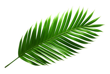 Obraz premium green palm leaf isolated on transparent background, PNG, cut out