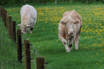 Kühe im Münsterland zur Frühlingszeit