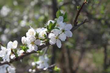 tree blossom