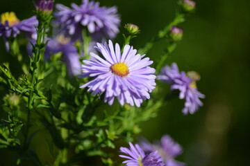 Blaue Aster im Detail-Leuchtendes Blau in der Natur