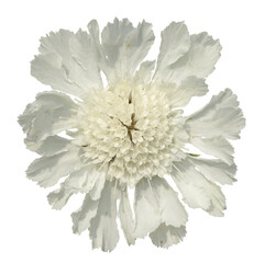 Fleur de Scabiosa ochroleuca - 787391521