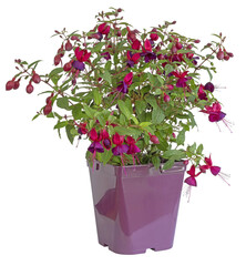 Fuchsia rouge en pot - 787391533
