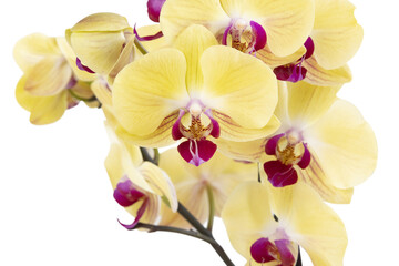 Fleurs d'orchidée phalaenopsis jaune	 - 787391535