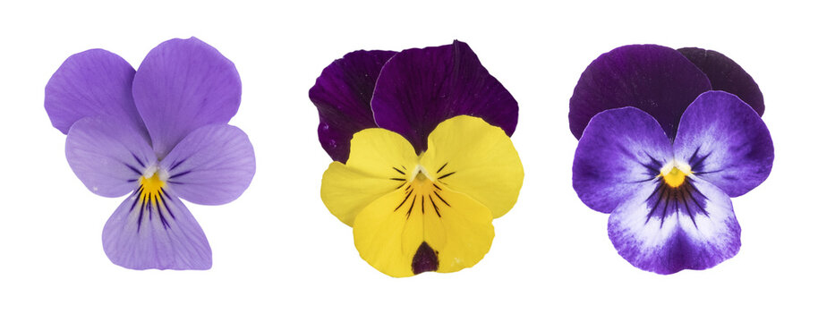 Fleurs de Viola cornuta