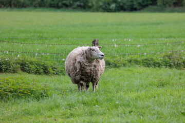 Schafe im Münsterland zur Frühlingszeit