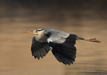Closeup of a Grey Heron flying at Tubli bay, Bahrain