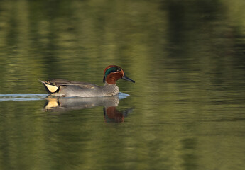 Closeup of a Common Teal swimming at Tubli bay, Bahrain