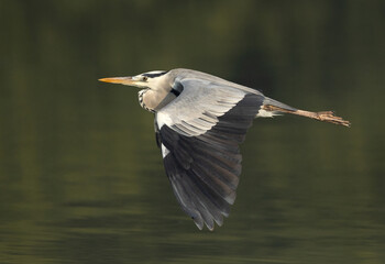 Grey Heron flying at Tubli bay, Bahrain