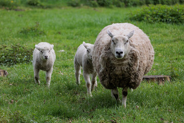 Schafe im Münsterland zur Frühlingszeit