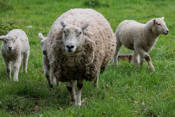 Naklejka na ściany i meble Schafe im Münsterland zur Frühlingszeit