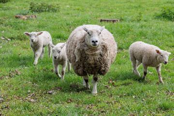 Schafe im Münsterland zur Frühlingszeit