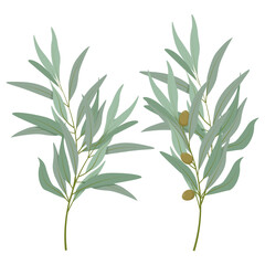 Set of olive branches with olives and leaves