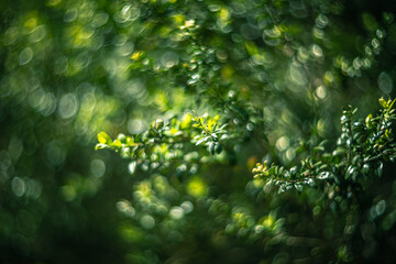 Close up of green leaves of boxwood, shallow depth of field, and  blur bokeh effect with vintage...