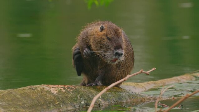 Nutria sits on a log in the water and cleans itself. Wild nature. Close-up of a water nutria on a French lake. Natural habitat of otter, nutria, beaver