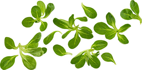 Fresh lamb lettuce, corn salad leaves isolated on white background
