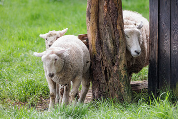 Schafe im Münsterland zur Frühlingszeit