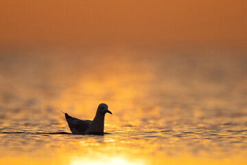 Silhouette of a Slender-billed gull during morning hours at Asker coast of Bahrain