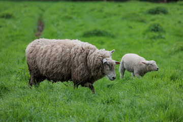 Schafe im M&uuml;nsterland zur Fr&uuml;hlingszeit