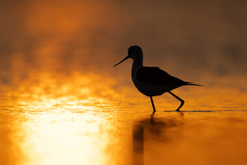 Black-winged Stilt with dramatic hue during sunrise at Asker coast, Bahrain - obrazy, fototapety, plakaty