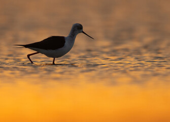 Blacklit image of Black-winged Stilt during sunrise at Asker coast, Bahrain