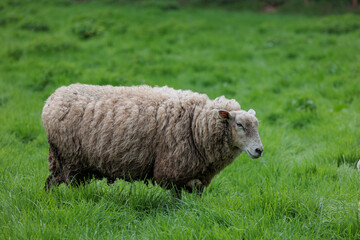 Schafe im Münsterland zur Frühlingszeit
