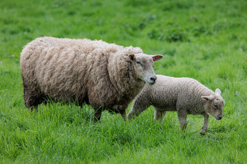 Schafe im Münsterland zur Frühlingszeit