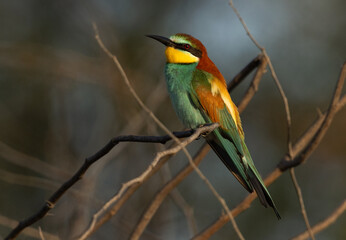 Portrait of a European bee-eater in morning light, Bahrain