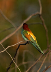 European bee-eater perched on a tree and looking on opposite side, Bahrain