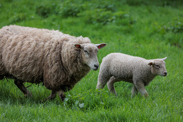 Fototapeta premium Schafe im Münsterland zur Frühlingszeit
