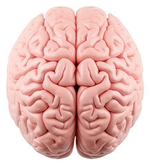 PNG Human brain white background tomography medical. 