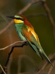 Splendid colour of a European bee-eater perched on a tree, Bahrain