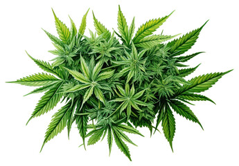 PNG Cannabis plant herbs leaf transparent background
