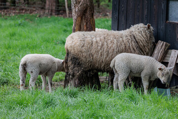 Schafe im Münsterland zur Frühlingszeit