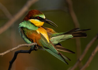 European bee-eater preening, perched on a tree at Bahrain