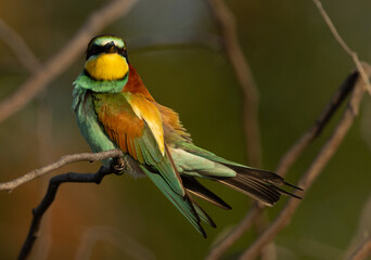 European bee-eater with dramtic coat, perched on a tree, Bahrain