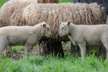 Schafe im Münsterland zur Frühlingszeit