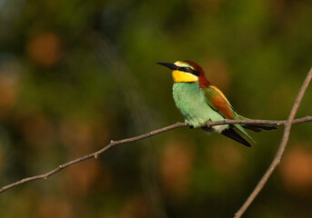 European bee-eater on green perched on acacia tree, Bahrain