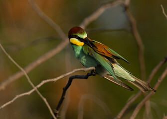 European bee-eater preening, Jasra, Bahrain